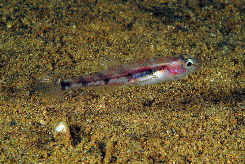 Deltentosteus colonianus (ghiozzetto dentato)